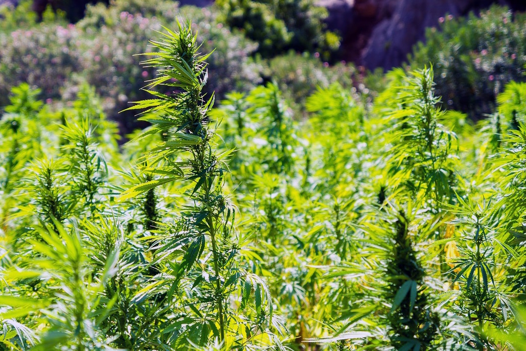 Cannabis and Trademark